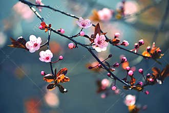 Beautiful flowering Japanese cherry - Sakura. Background with flowers on a spring day.