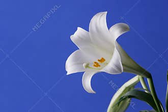 Easter Lily