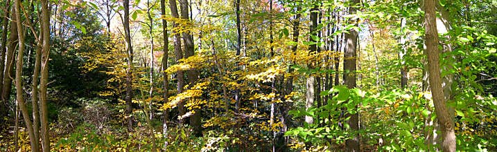 The Woods