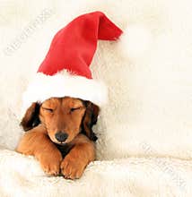 Christmas puppy