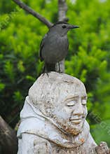 Gray Catbird Perched atop Garden Statue Head - Dumetella carolinensis
