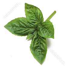 Basil Sprig