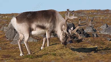Wildlife - reindeer in Arctic tundra
