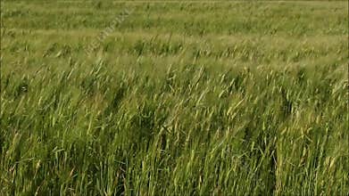 Swaying wheat field