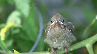 Cardinal baby bird