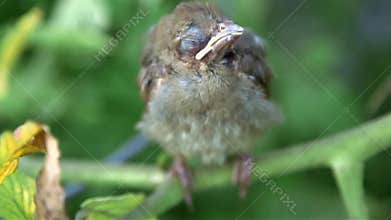 Cardinal baby bird
