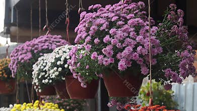 Purple and white flowers hang in pots at flower market