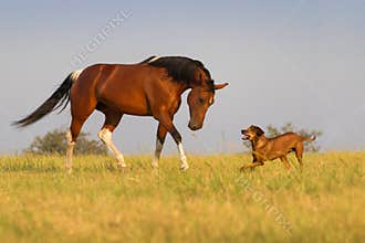 Dog and horse