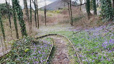 Misty woodland pathway bordered by violets and ivy leads outdoors