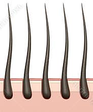 Hair Roots Cross Section