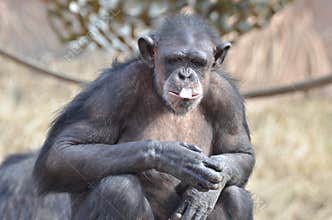 Chimp with ice 10