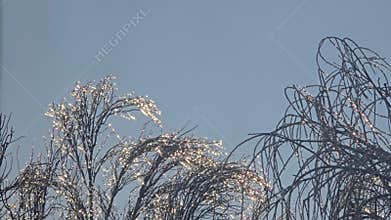 Tree branches covered in thick ice after freezing rain and winter storms.