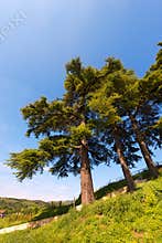 Cedars of Lebanon - Cedrus Libani