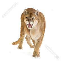 Puma (17 years) - Puma concolor