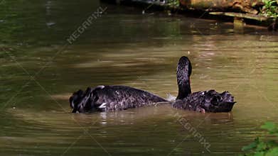 Black Swan, Cygnus atratus in a german nature park