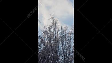 Tree branches covered in thick ice after freezing rain and winter storms.