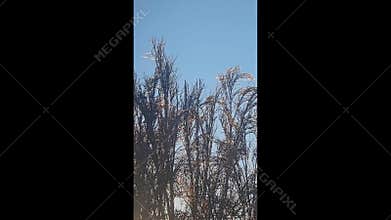 Tree branches covered in thick ice after freezing rain and winter storms.