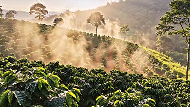 Scenic Coffee Plantation at Sunrise with Mist and Golden Light on Rolling Hills and Lush Greenery in the Early Morning