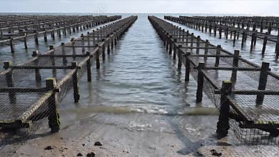 Oyster Farming Racks at Low Tide on Cloudy Day Industrial Aquaculture Structure on Sandy Beach Horizon View Oyster