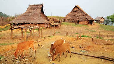 indigenous native tribal culture of Akha tribe village,Pongsali,Laos