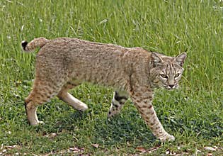 Bobcat