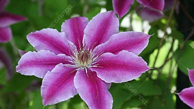 Clematis flower