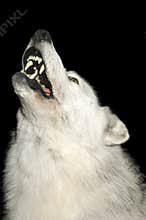 Wolf howling