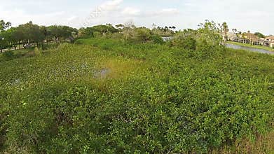 Native vegetation in Florida