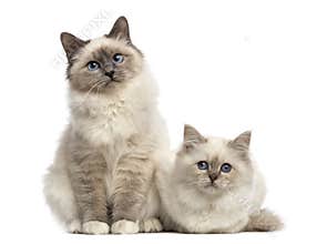 Birman cats looking at the camera, isolated