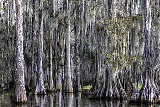 Louisiana Swamp Cyress trees