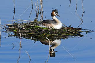Great Grebe , Podiceps cristatus , nature, ecology, wetlands