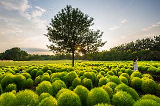Bassia scoparia field sunset, Beijing Olympic Forest Park summer, China