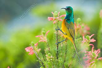 Colourful Sunbird feeding South Africa