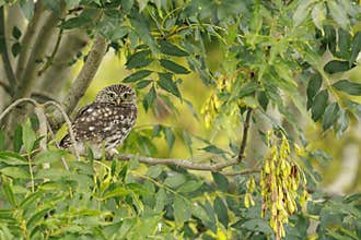 Closeup portrait Little owl, Athene noctua, perched in a tree while hunting