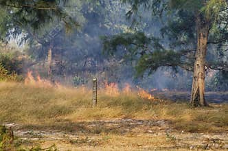 Fire in the woods