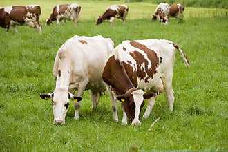 Cows