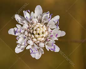 Beautiful White Flower on a Brown Background in Summer