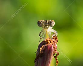 Beautiful Damselfly Portrait in Late Summer