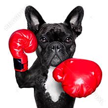 Boxing dog