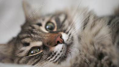 A cat with a green eye is laying on a bed