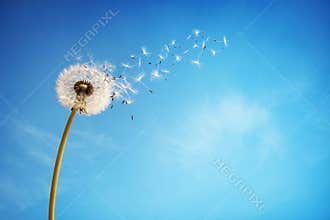 Dandelion clock dispersing seed
