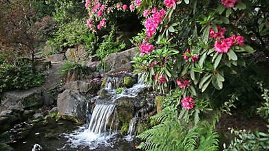 Waterfall with Rhododendron Flowers Blooming in Spring