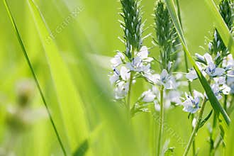 Spring or summer abstract nature background