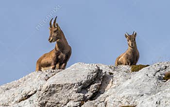Capricorn in the Julian Alps