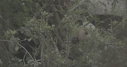 Ungraded C LOG 2, Two Giants Pandas Eats Bamboo. Bear Or Simply, Is Bear Species Endemic To China. Panda Diplomacy