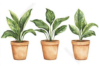 The watercolor of a minimal Green Houseplant tree is isolated on a transparent png background, with natural botanical