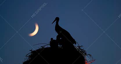 Silhouette of Storks family Mother and little chicks in Nest at Dusk with Crescent Moon in Sky.