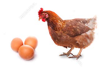 Live chicken bird redhead looks at three eggs isolated on white