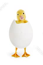 Funny easter greetings