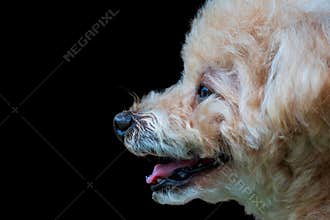 Profile of a Toy Poodle\'s mouth, tongue, and nose with curly fur, isolated against a dark black background.